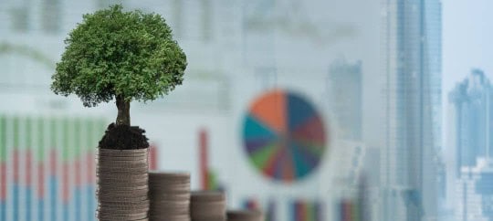 Small tree growing on stacks of coins with financial charts in background.