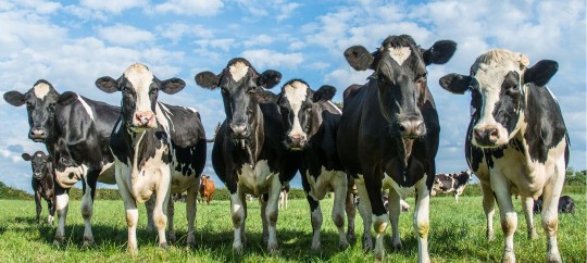 Herd of cows