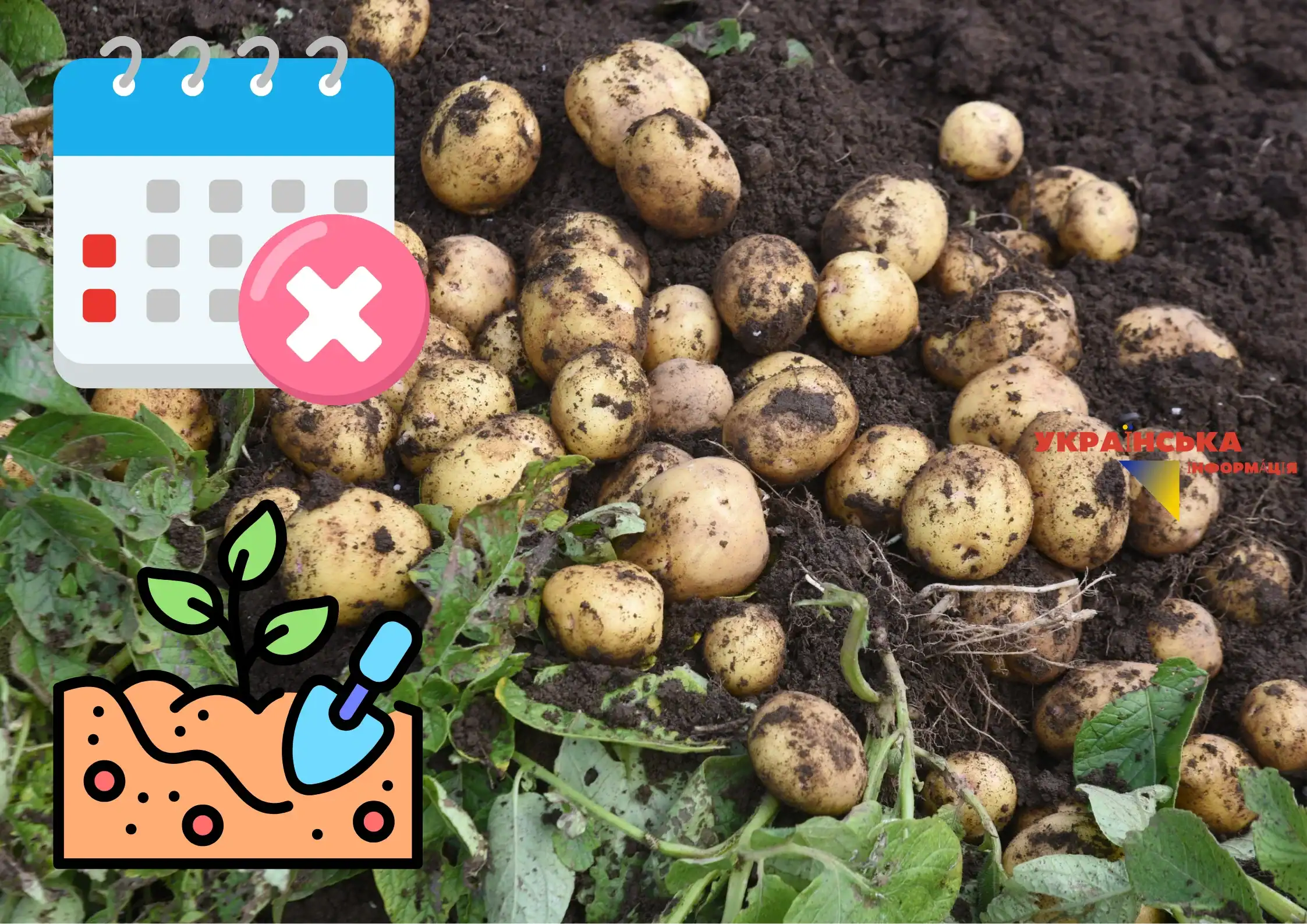 When to plant potatoes in 2026: golden rules, favorable dates according to the lunar calendar and common mistakes