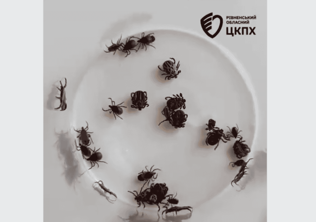 Ticks collected 1 kilometer away in Rivne