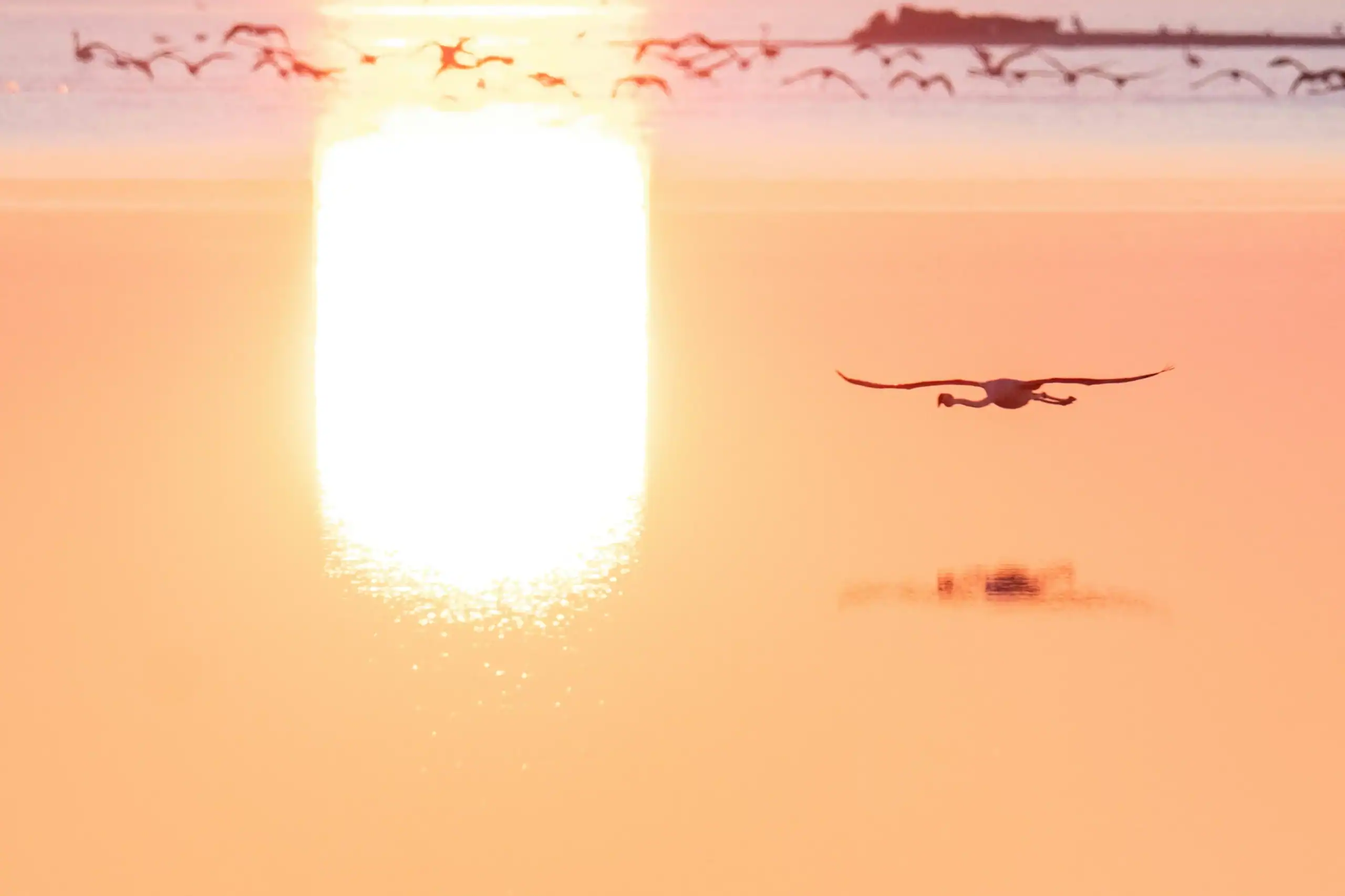 Paysage camargue en camping car lac avec oiseaux migrateurs et lumiere du matin