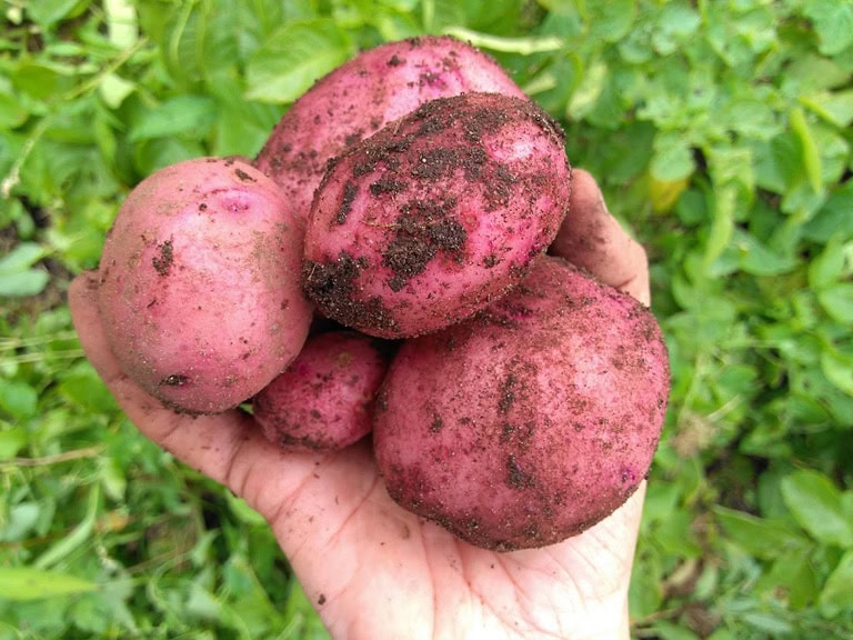 veganic potatoes 2