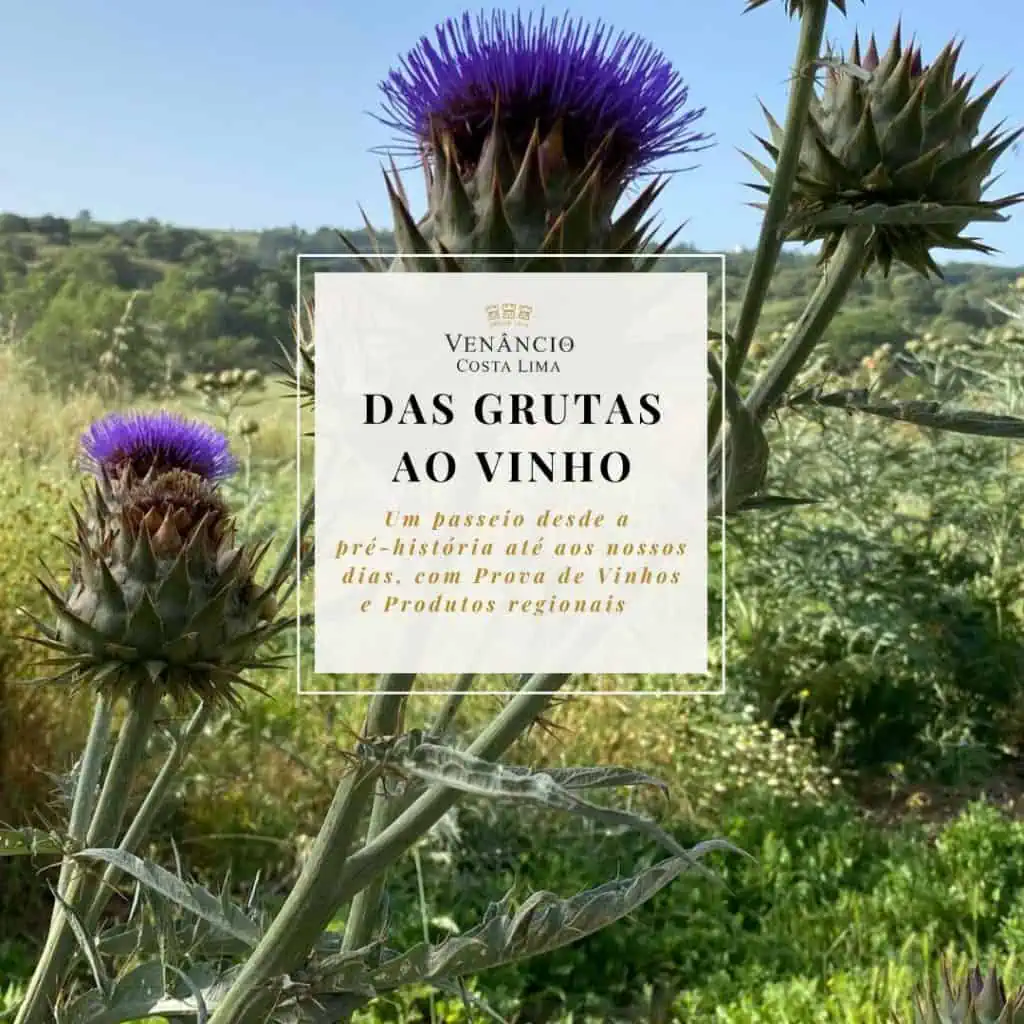 Experiência de enoturismo com passeio, na paisagem agrícola regional, vinhas e campo, promoção de vinhos regionais, vinhos tradicionais, conhecido produtor de vinho português, vinícola de Portugal, natureza e agricultura, turismo enológico, produção de vinho regional.