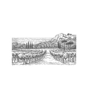 Vinhas de vinho em Portugal com vista para o mar e colinas, representando a tradição vinícola de Venâncio da Costa Lima.
