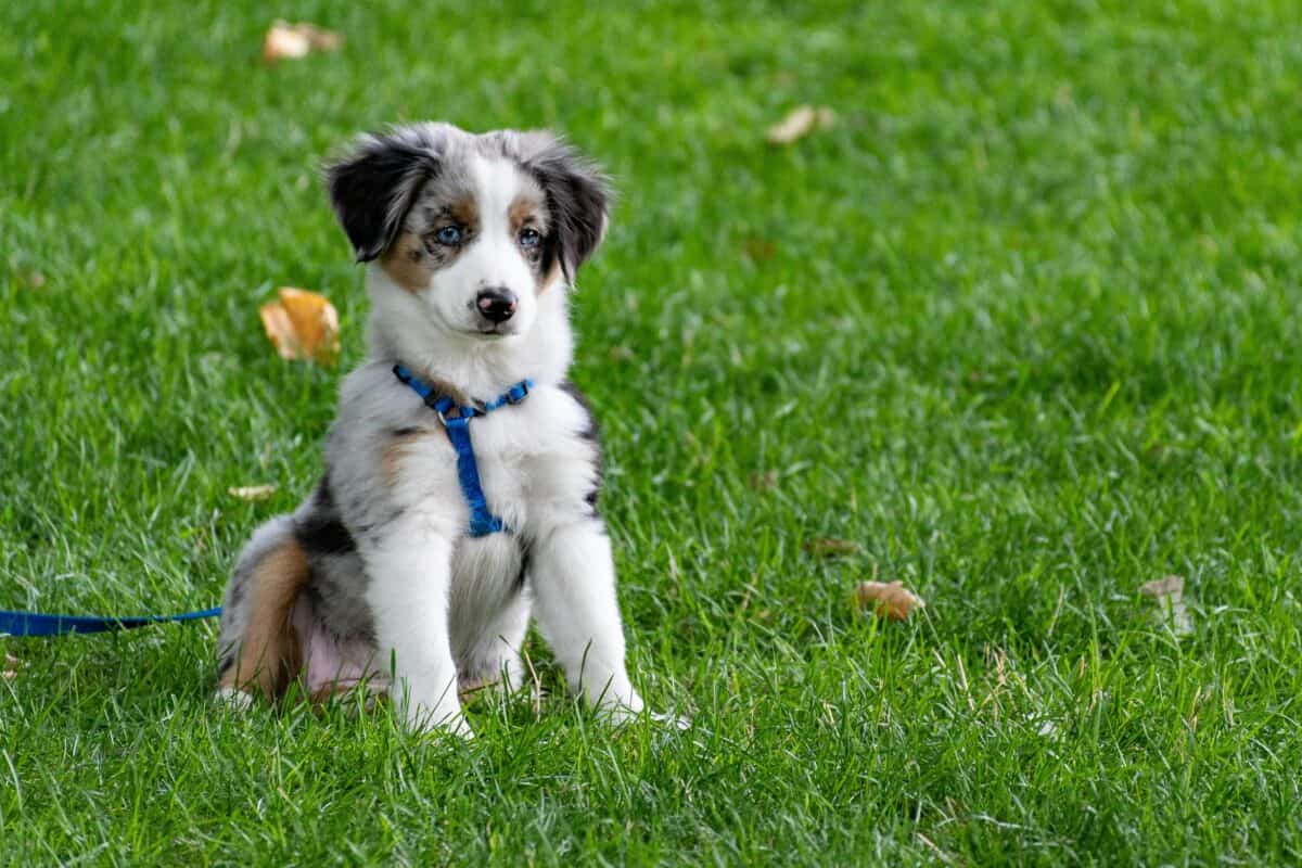 A happy pup on a leash, ready for its journey to a new home with the help of professional pet transport services.