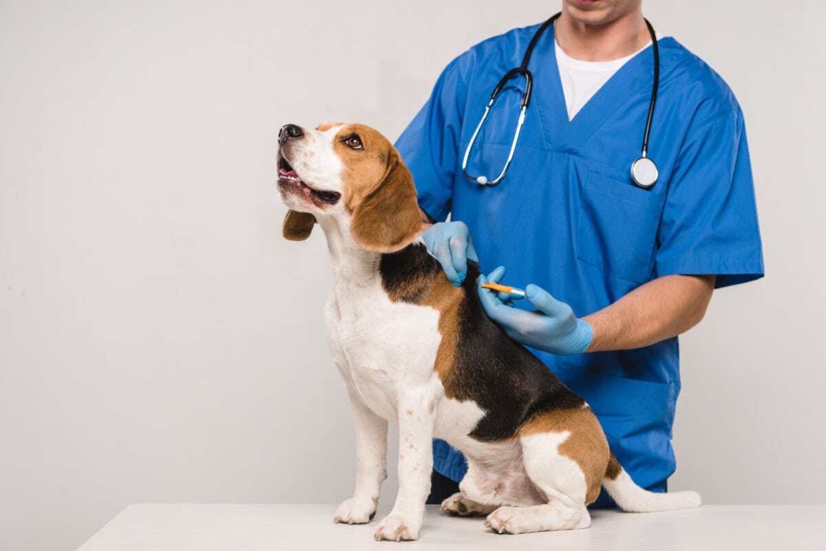 A dog happily getting microchipped before starting their pet relocation journey.