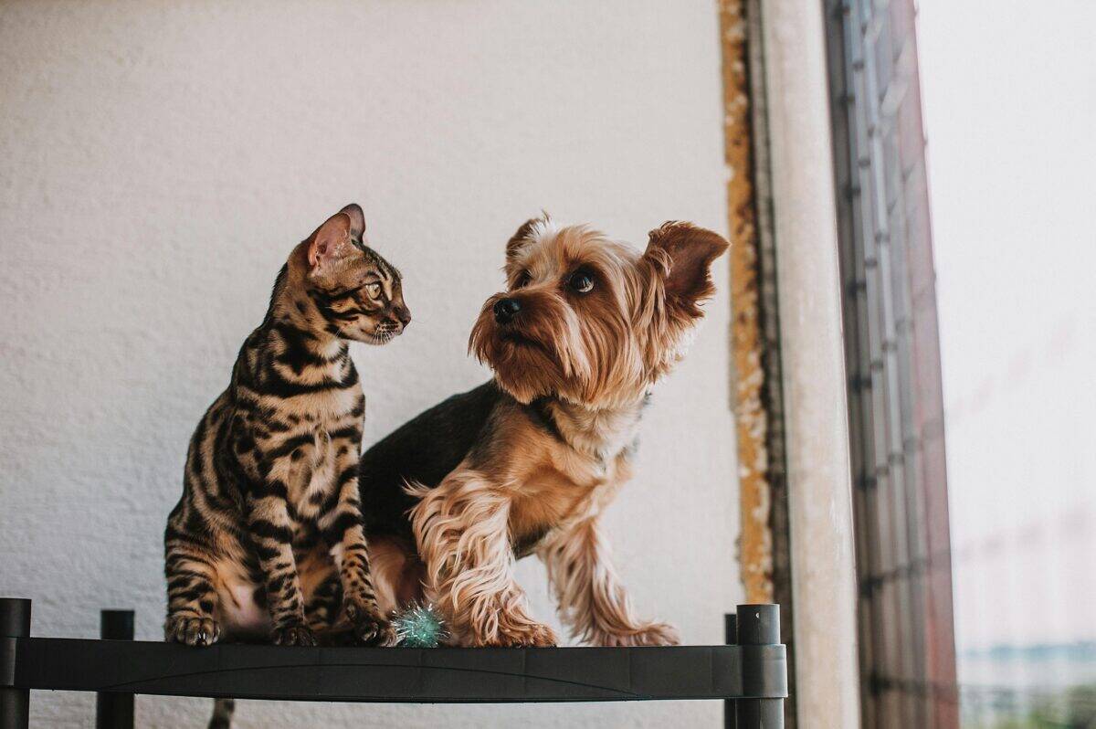 A cat and dog sitting comfortably, waiting for their pet parents to select the perfect pet-friendly airline for their journey.