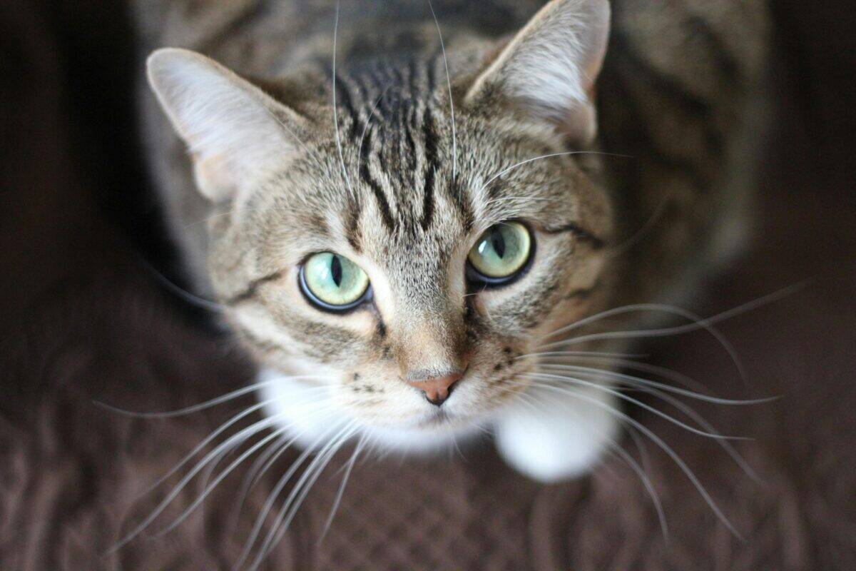 A calm cat looking up at the camera, symbolizing a peaceful and stress-free cat transport experience.