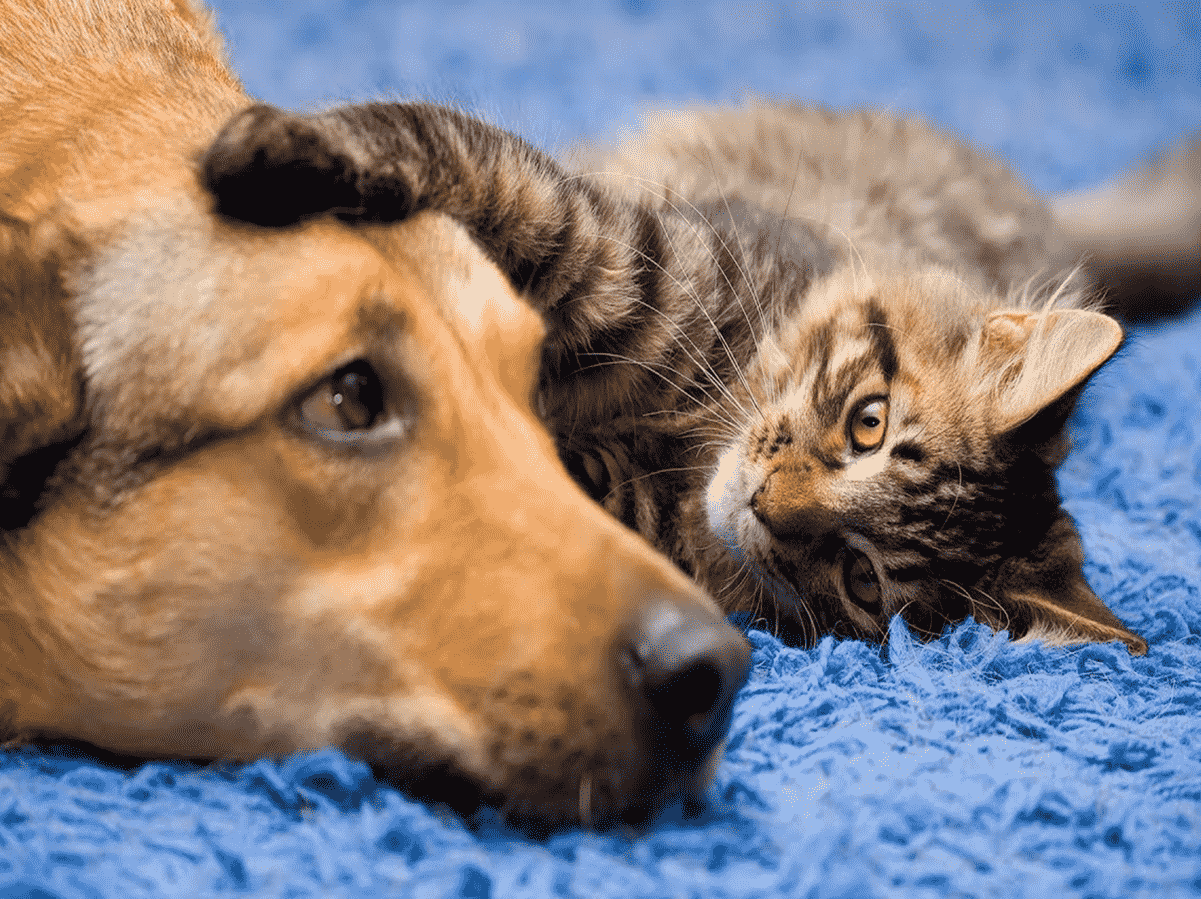 Cat and dog relaxing together on a blue rug, with the cat playfully reaching out to touch the dog's head.