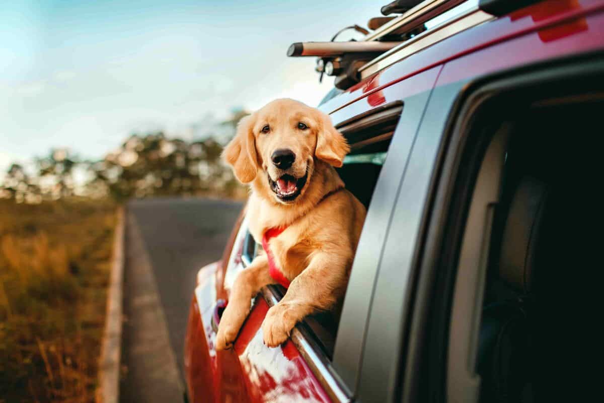 Happy golden retriever with a red harness looking out the window of a red SUV during a road trip, representing pet ground transportation with WorldCare Pet.