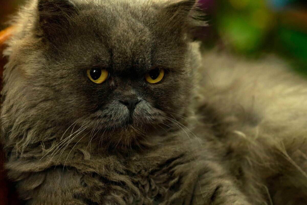 Exotic Shorthair cat with flat face lying on side, looking into camera.