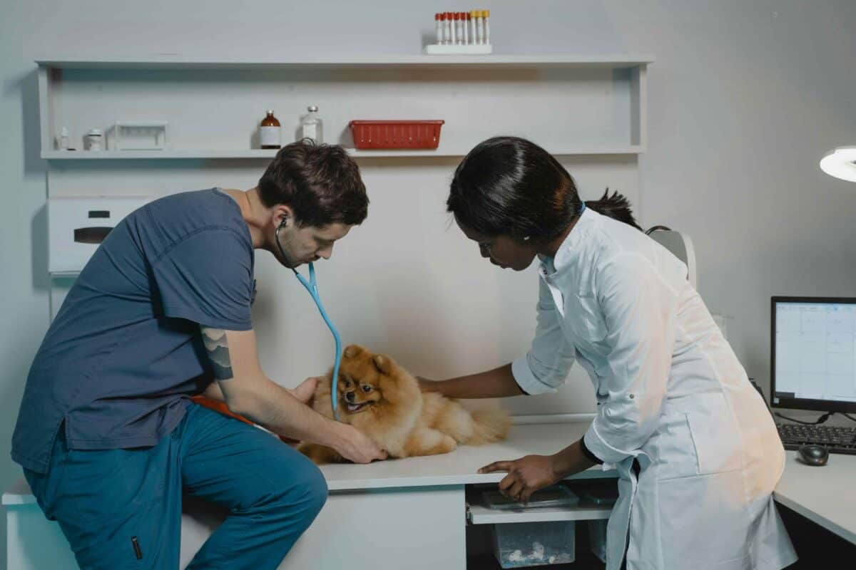 Pomeranian getting a fit-to-fly certificate at the vet before international pet travel.