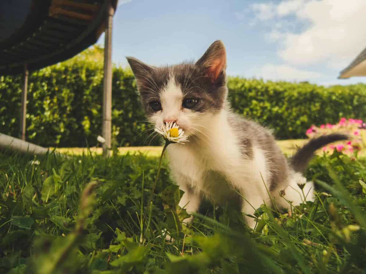 Cute gray and white kitten sniffing a daisy flower in a sunny backyard garden – safe outdoor play for cats during pet relocation.