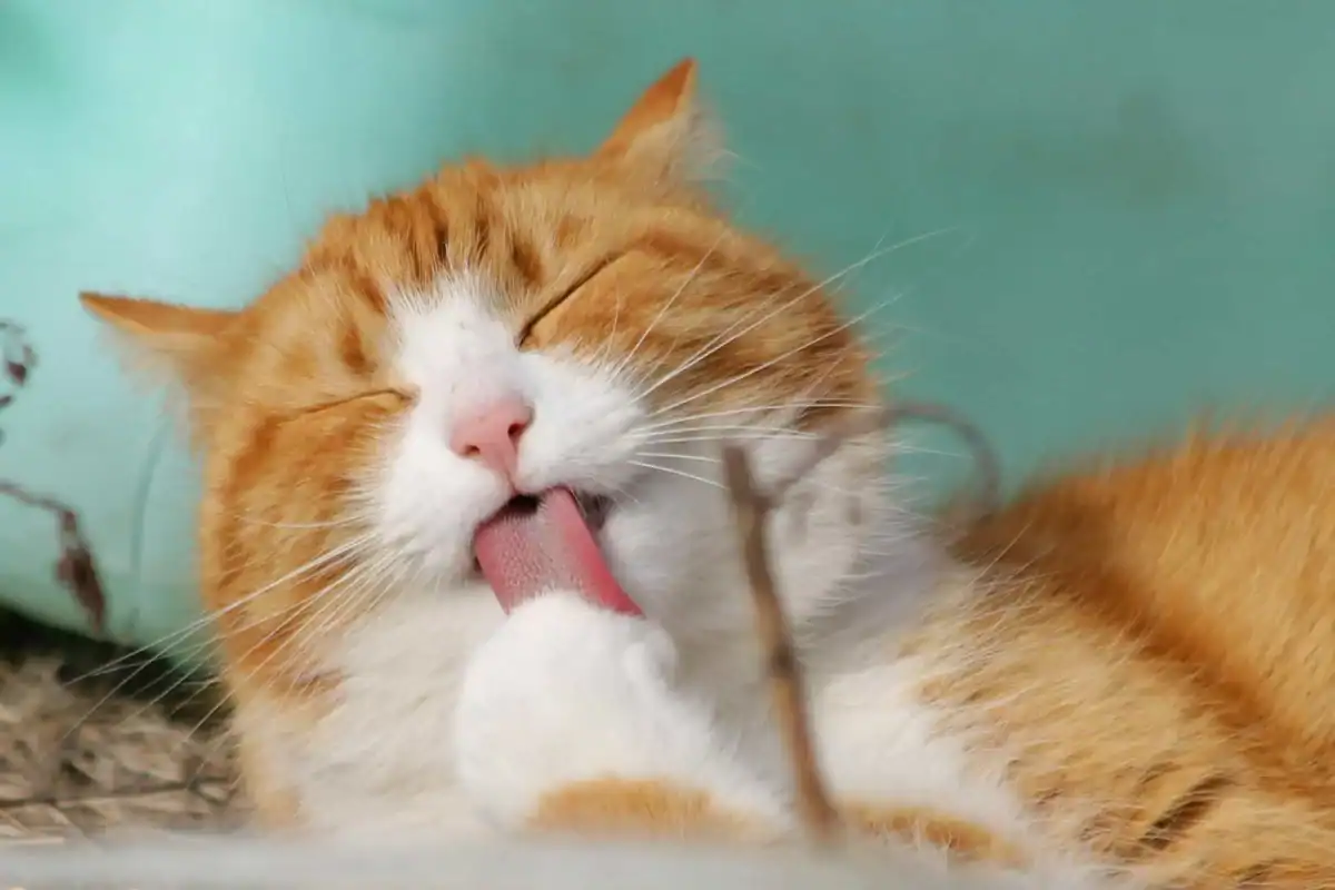 Orange tabby cat licking its front paw while sitting.