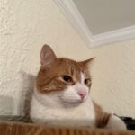 Lucky, an orange cat belonging to Valerie Neyra of WorldCare Pet Transport.