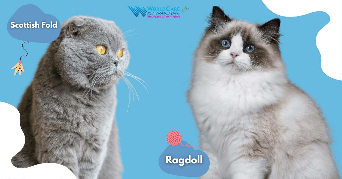 Scottish Fold cat with golden eyes and Ragdoll cat with blue eyes side-by-side on a blue background, WorldCare Pet Transport branding.