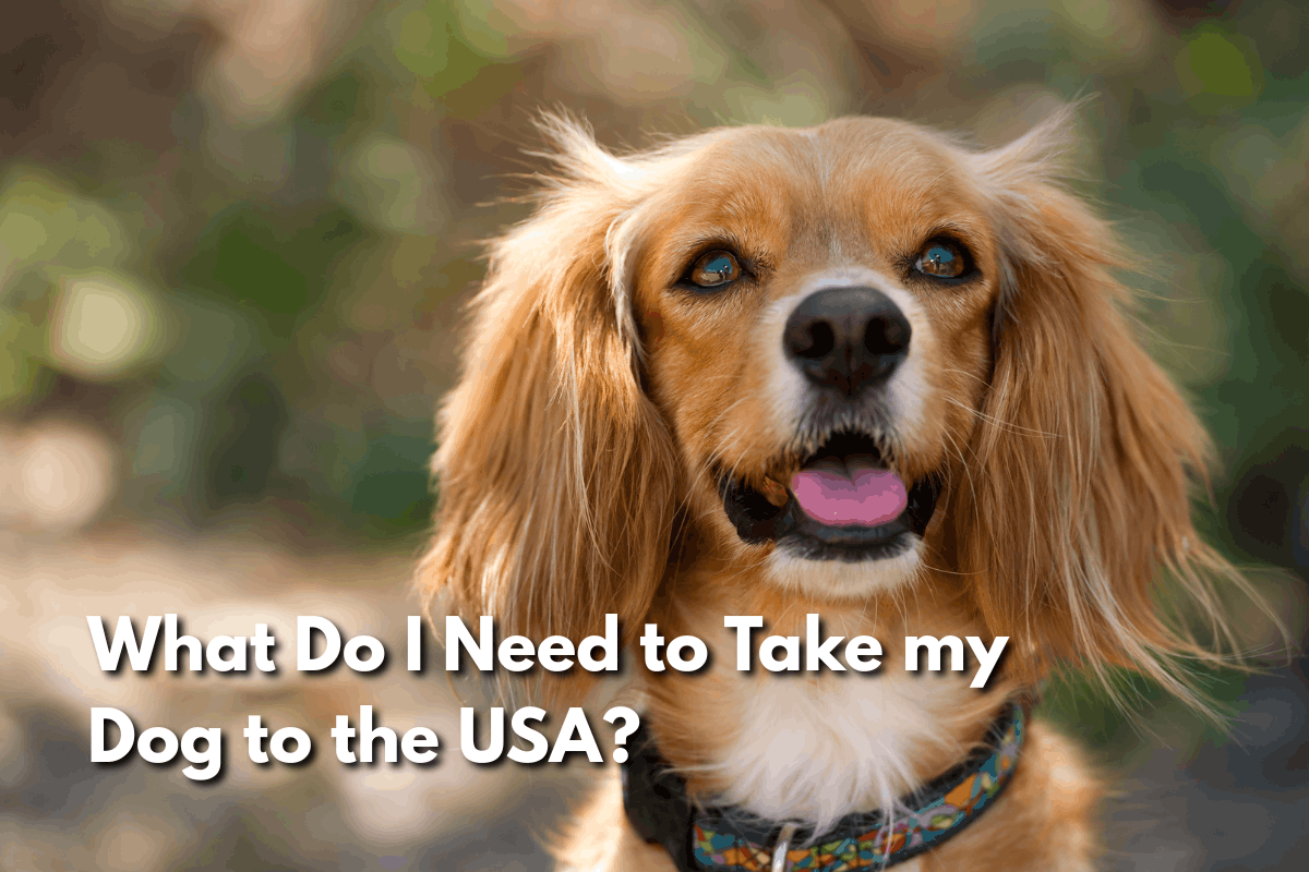 A golden Cocker Spaniel with long floppy ears looks at the camera outdoors, with the title "What Do I Need to Take my Dog to the USA?" overlaid below.