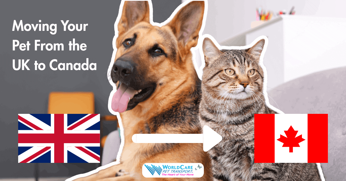 Dog and cat featured image for a blog about moving a pet from the UK to Canada with UK and Canada flags and WorldCare Pet Transport logo.