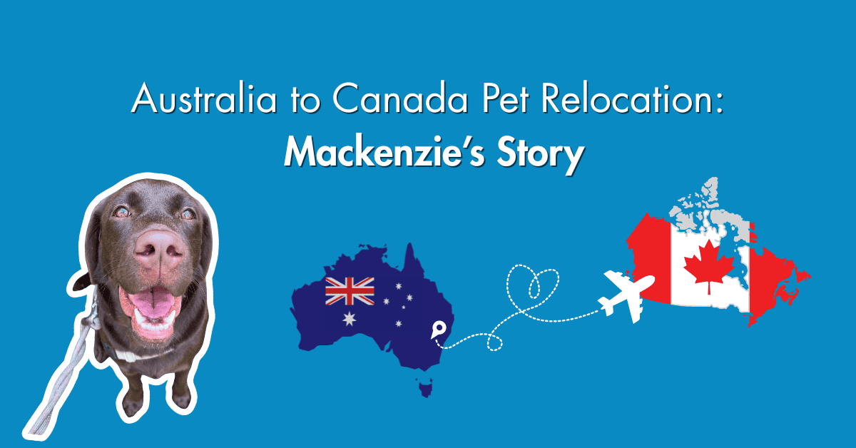 international pet relocation, pet relocation Australia to Canada, moving a dog internationally, international dog transport, Australia to Canada pet relocation