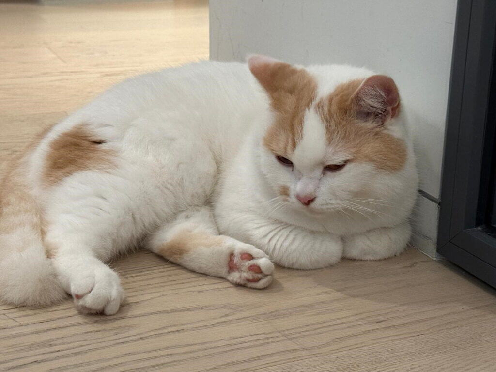 Ollie, a white and orange cat, resting comfortably on a wooden floor