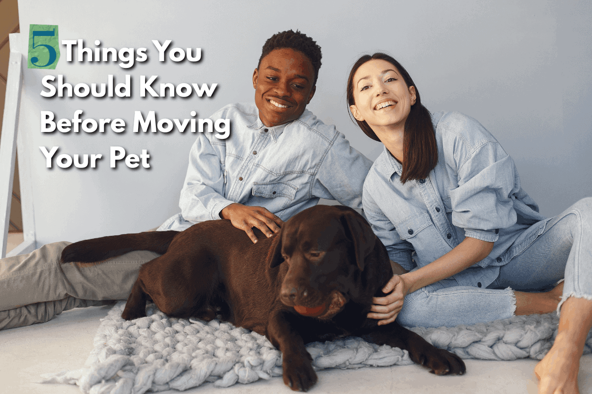 Featured image for a blog post titled '5 Things You Should Know Before Moving Your Pet' showing a smiling couple sitting on the floor with a chocolate Labrador lying on a knit blanket in front of them.