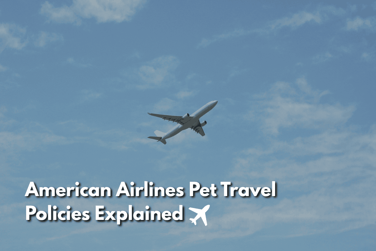 Airplane flying against a blue sky with text overlay reading American Airlines Pet Travel Policies Explained.