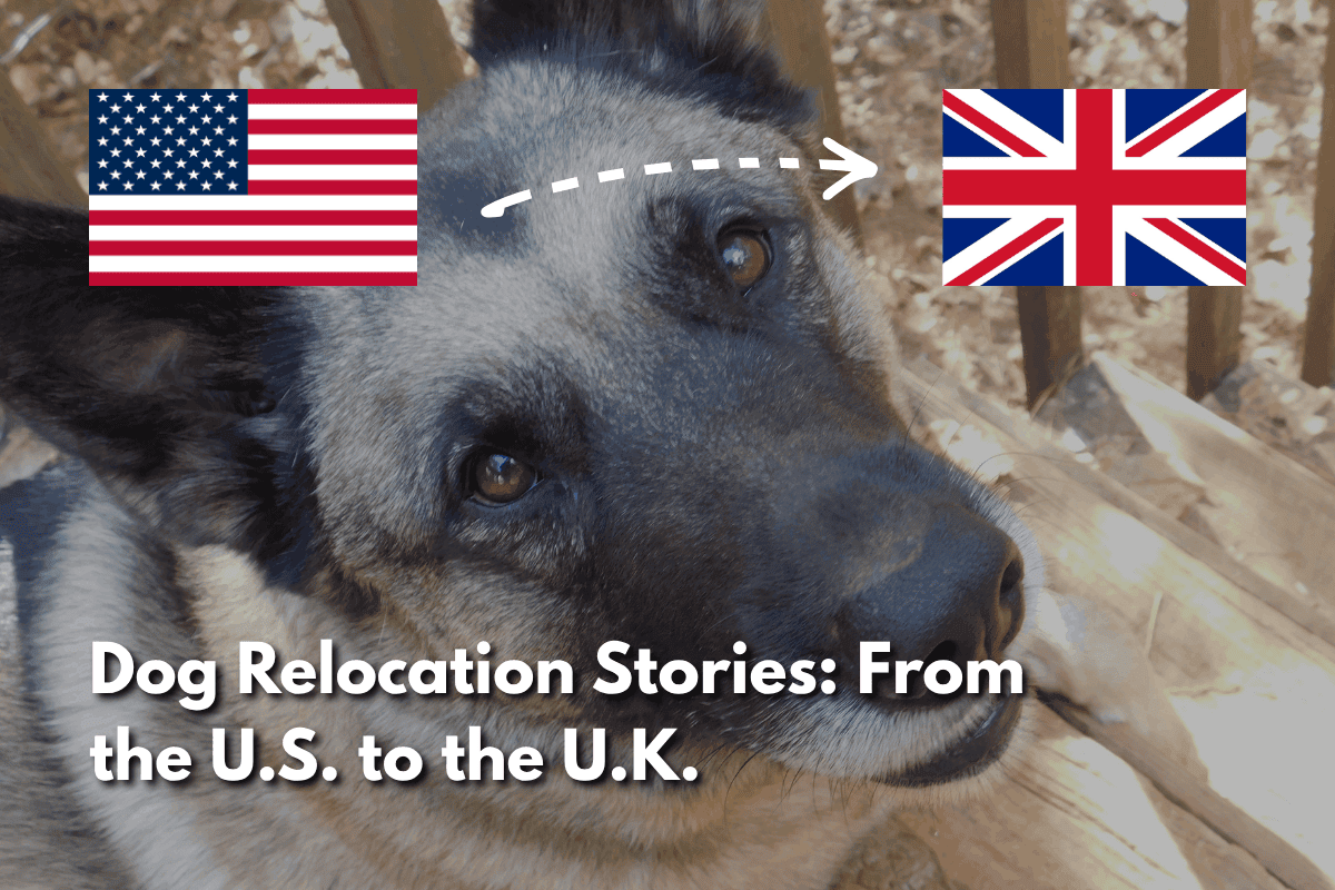 Dog with a US flag and UK flag connected by an arrow, for a blog post titled 'Dog Relocation Stories: From the U.S. to the U.K.