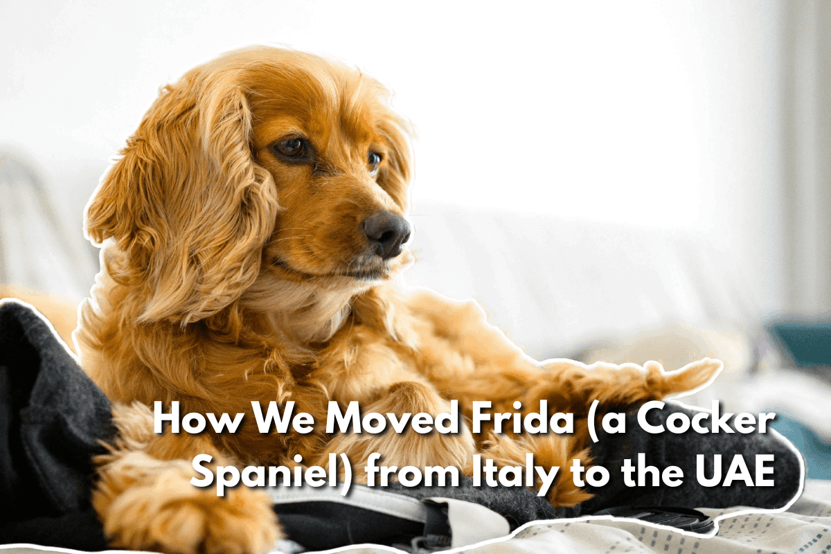 Cocker Spaniel with wavy golden fur resting on a bed, looking to the side. Text overlay reads: How We Moved Frida (a Cocker Spaniel) from Italy to the UAE.
