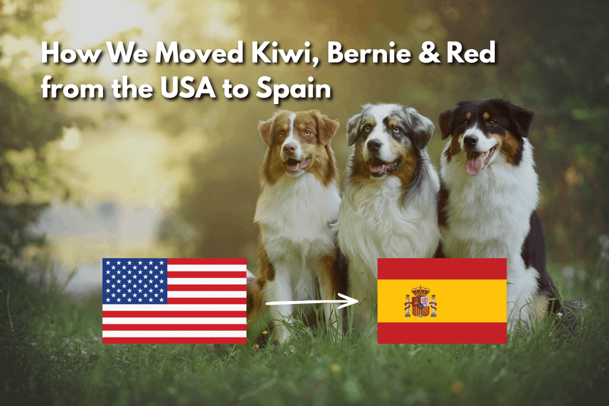 Three dogs named Kiwi, Bernie, and Red sitting together outdoors, with a USA flag and arrow pointing to a Spain flag, illustrating a pet relocation story from the USA to Spain.