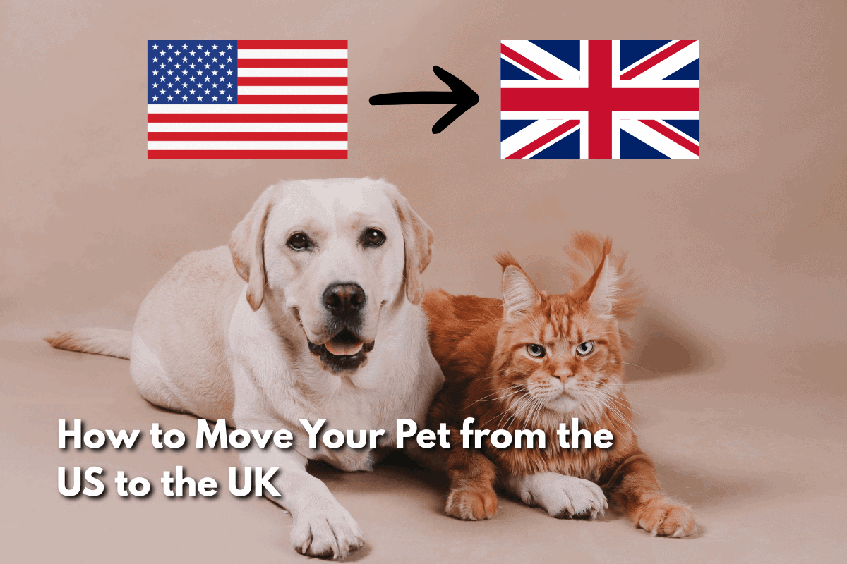Yellow Labrador and orange tabby cat lying together with US and UK flags and an arrow between them, text overlay reading How to Move Your Pet from the US to the UK
