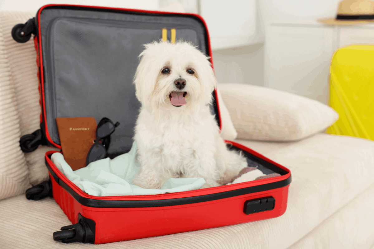 White Maltese dog sitting inside an open red suitcase packed with a passport and sunglasses.