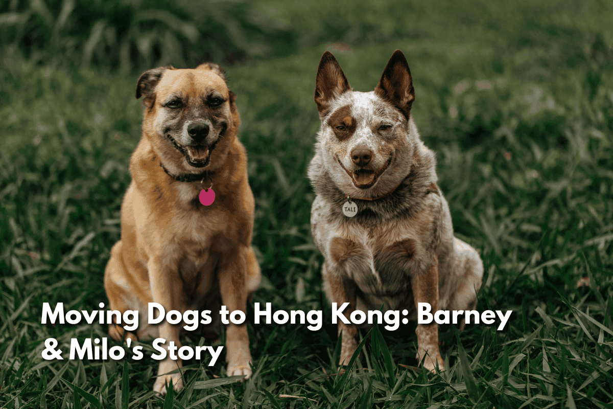 Two smiling dogs sitting in grass, illustrating a blog post about moving dogs Barney and Milo to Hong Kong.