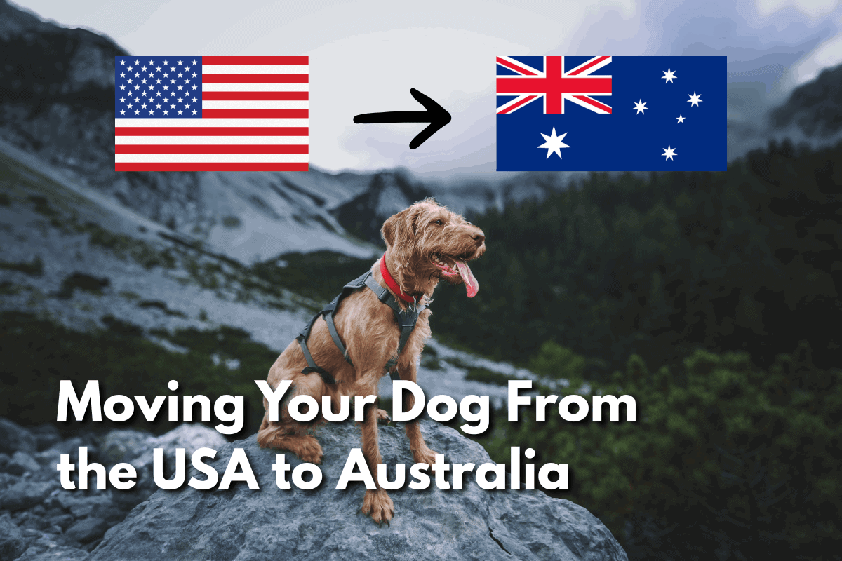 Wire-haired dog wearing a harness sits on a rock with USA and Australia flags overhead, blog header for Moving Your Dog From the USA to Australia.