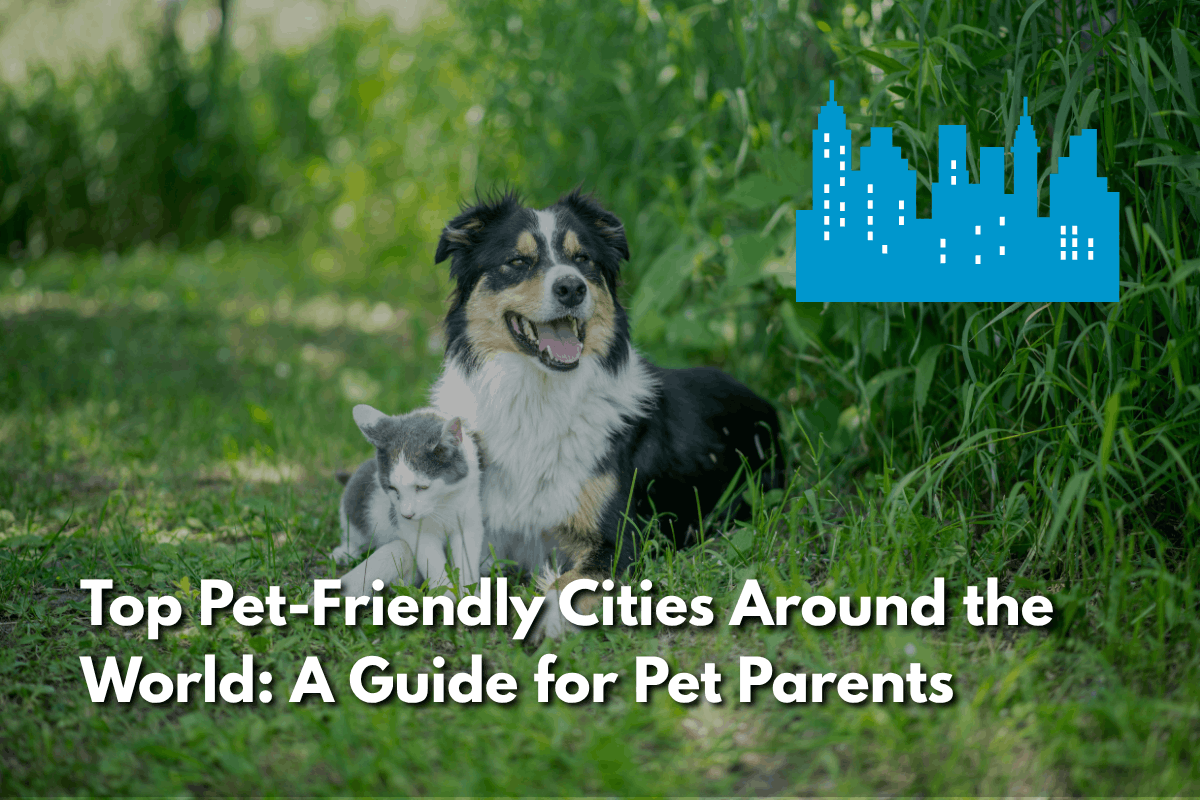 Tricolor dog and gray-and-white kitten sitting together in tall grass, with a city skyline icon, for a guide to top pet-friendly cities around the world.