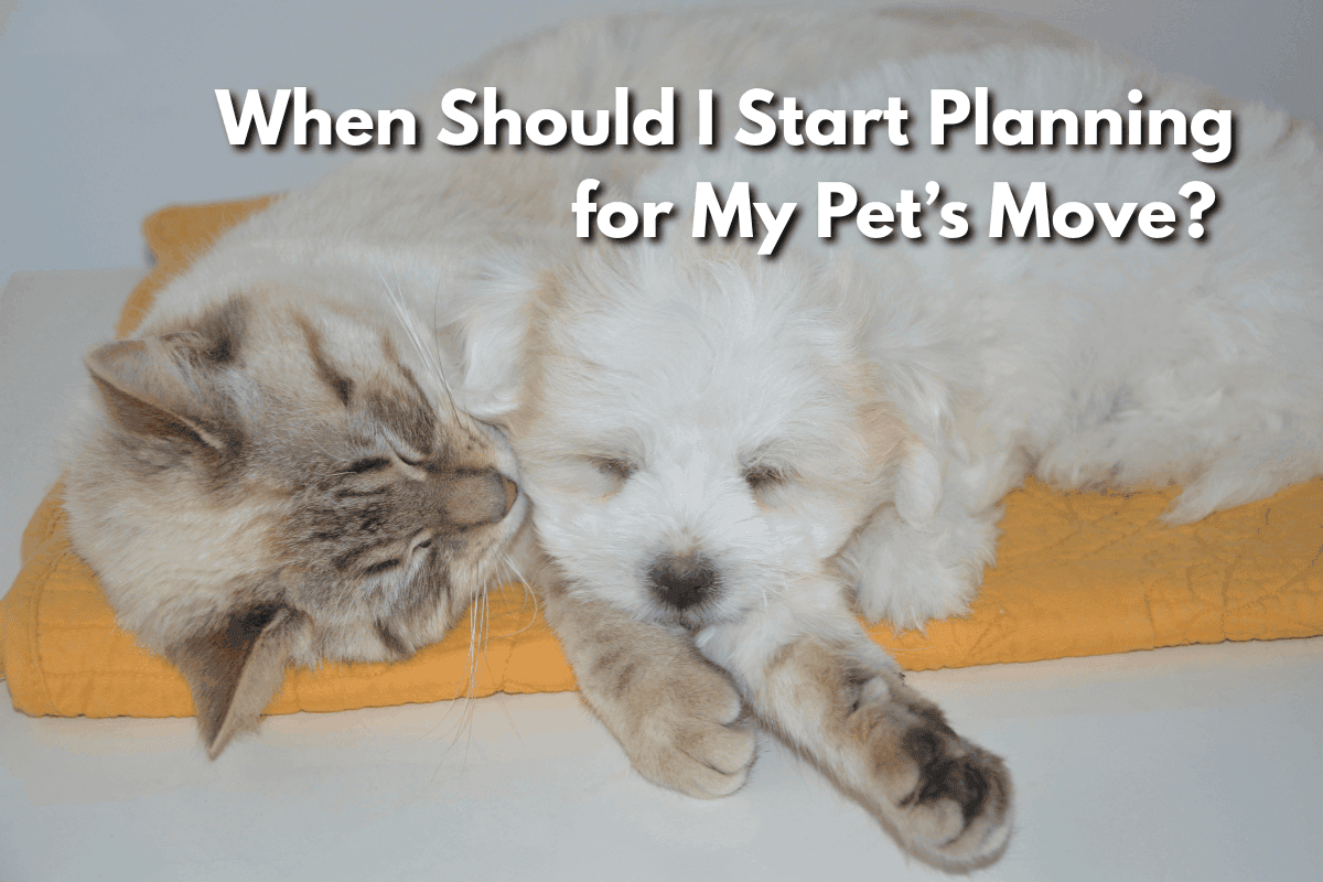 A gray tabby kitten and a white fluffy puppy sleeping side by side on a yellow cushion, with the title "When Should I Start Planning for My Pet's Move?" overlaid above them.