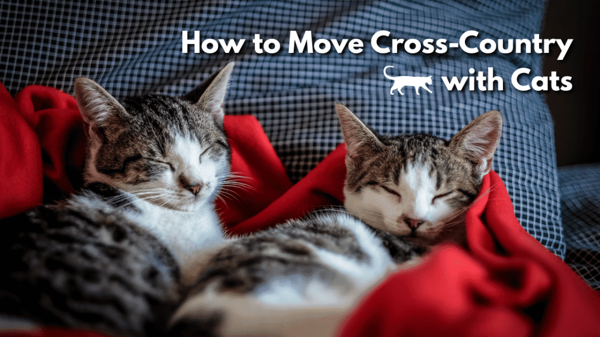 Two tabby-and-white kittens with their eyes closed, snuggled together on a red blanket, with the title "How to Move Cross-Country with Cats."