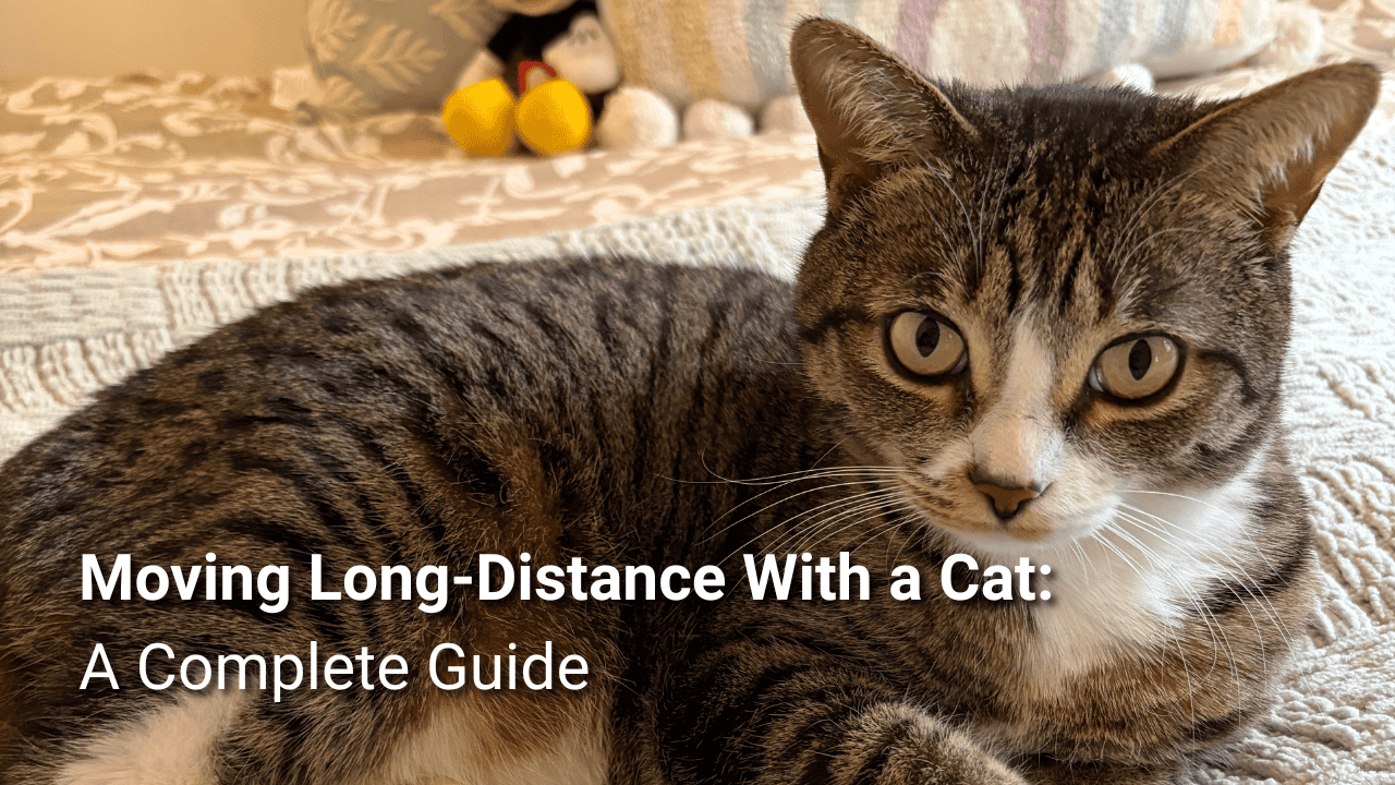 Featured image for “Moving Long-Distance with a Cat: What to Know Before You Go”