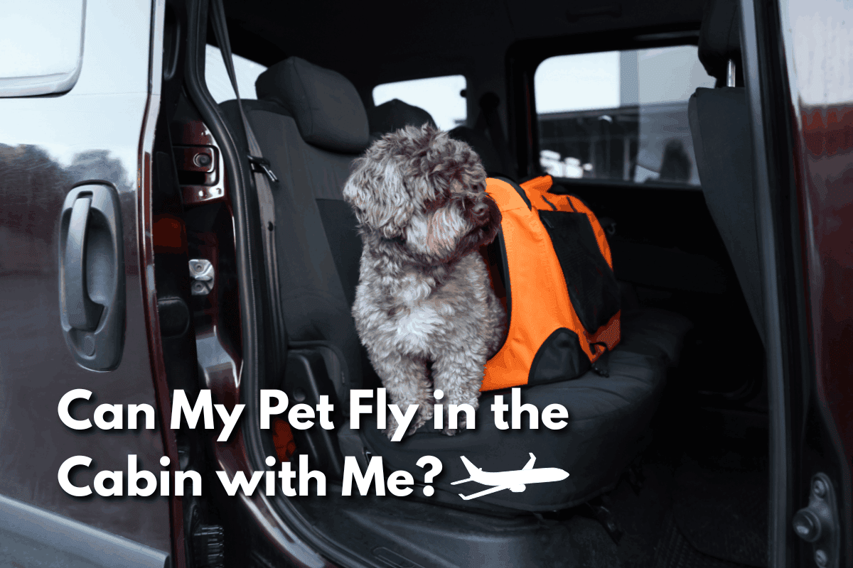 Curly-haired dog standing in a car seat next to an orange pet carrier, with an airplane icon and text reading 'Can My Pet Fly in the Cabin with Me?'