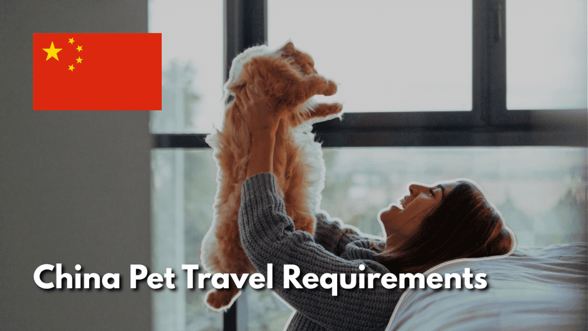 Woman lying on a bed smiling as she lifts her fluffy orange cat into the air, with a Chinese flag and the text "China Pet Travel Requirements"