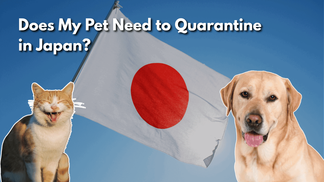 Featured image for “Does My Pet Need to Quarantine in Japan? Pet Import Requirements for Every Country”