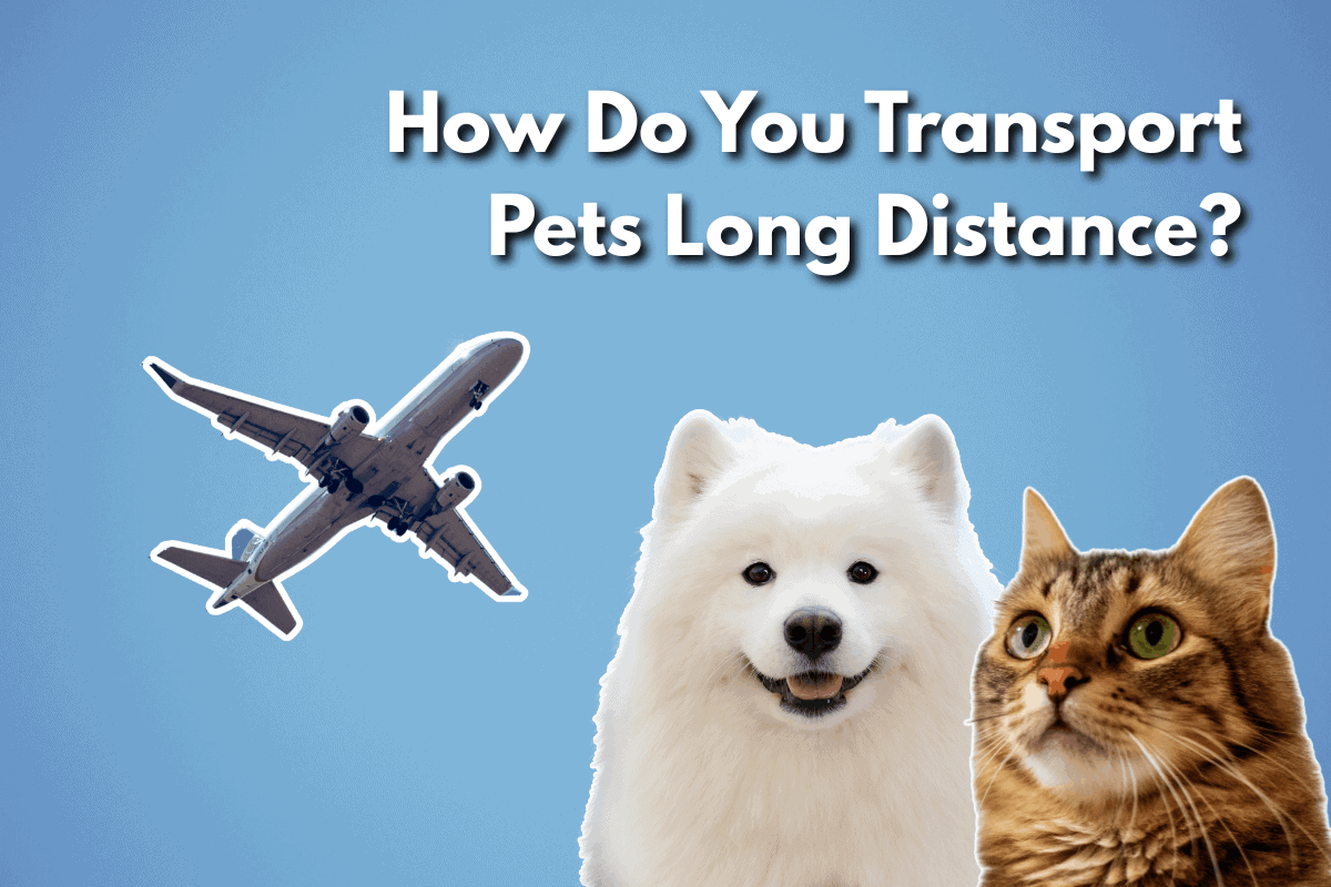 White fluffy dog and tabby cat with an airplane graphic, illustrating a blog post titled 'How Do You Transport Pets Long Distance?'