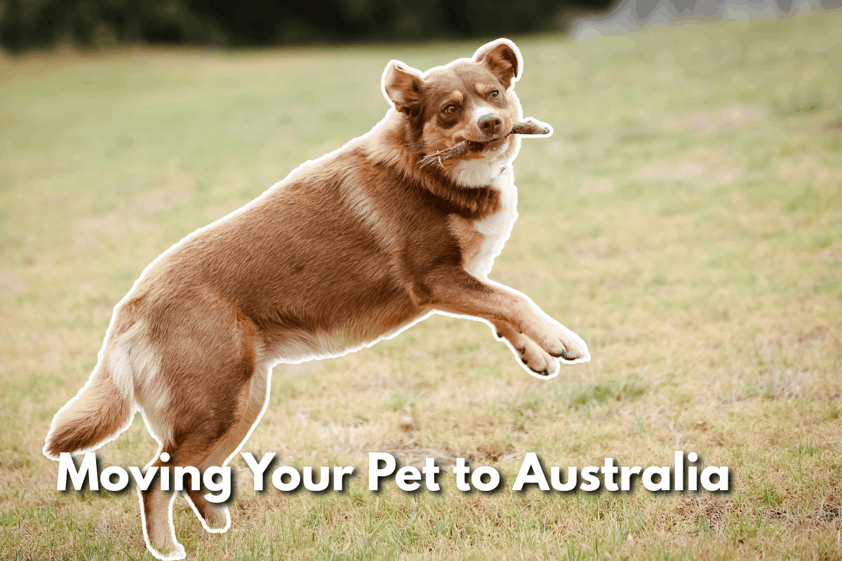 A red and white Australian Kelpie mid-leap across a grassy field with a stick in its mouth, under the title "Moving Your Pet to Australia."