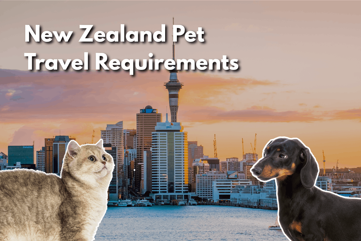 New Zealand pet travel requirements blog header showing the Auckland skyline at sunset with the Sky Tower, a British Shorthair cat and a dachshund in the foreground