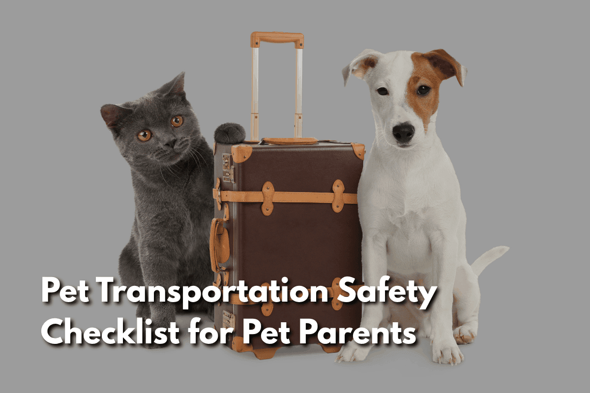 Gray cat and Jack Russell puppy sitting beside a vintage suitcase, blog header for a pet transportation safety checklist.