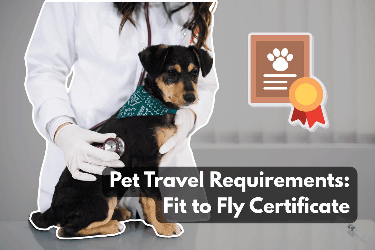 A veterinarian in gloves listening to a black and tan puppy's heart with a stethoscope, next to a certificate icon with a paw print and ribbon, with the title "Pet Travel Requirements: Fit to Fly Certificate."
