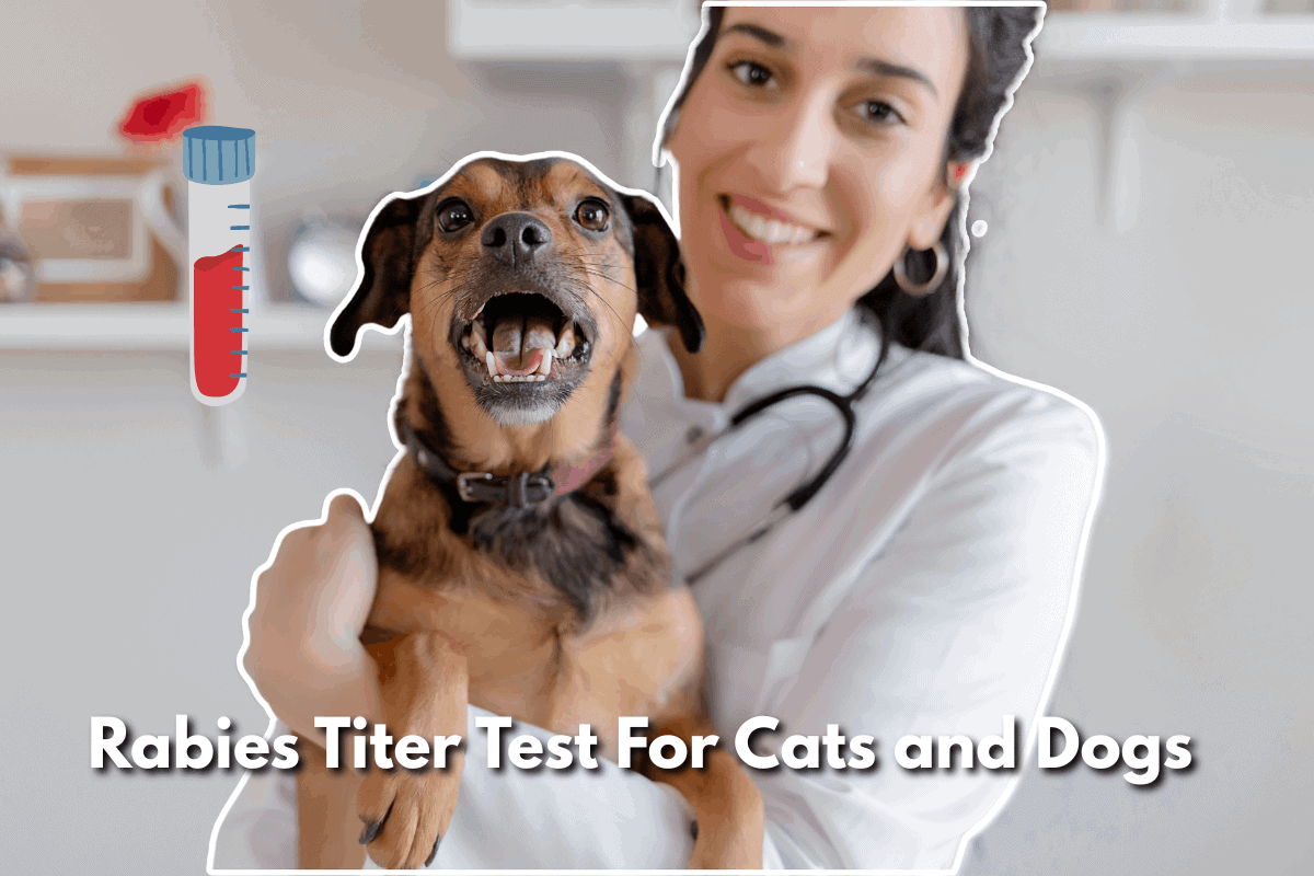 Veterinarian holding a smiling dog next to a rabies titer test vial, with text reading 'Rabies Titer Test For Cats and Dogs'