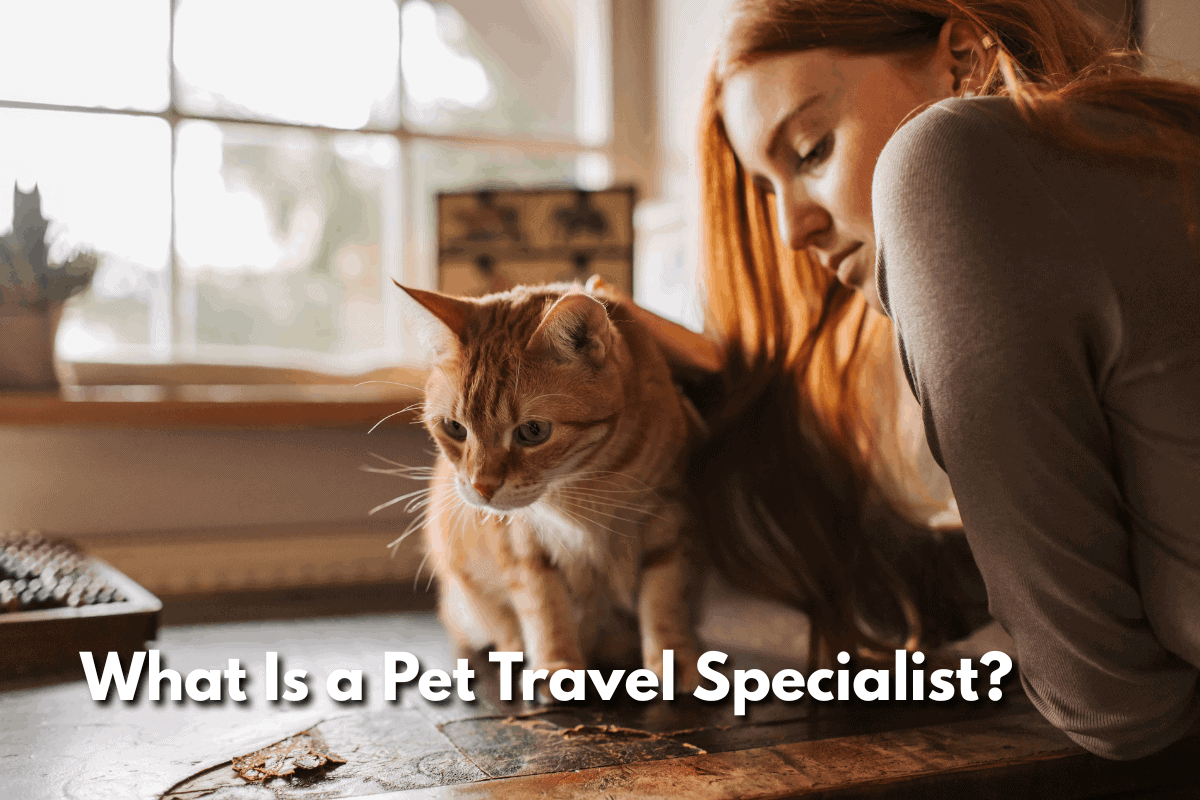 Woman petting an orange tabby cat on a table near a window, with text reading 'What Is a Pet Travel Specialist?'