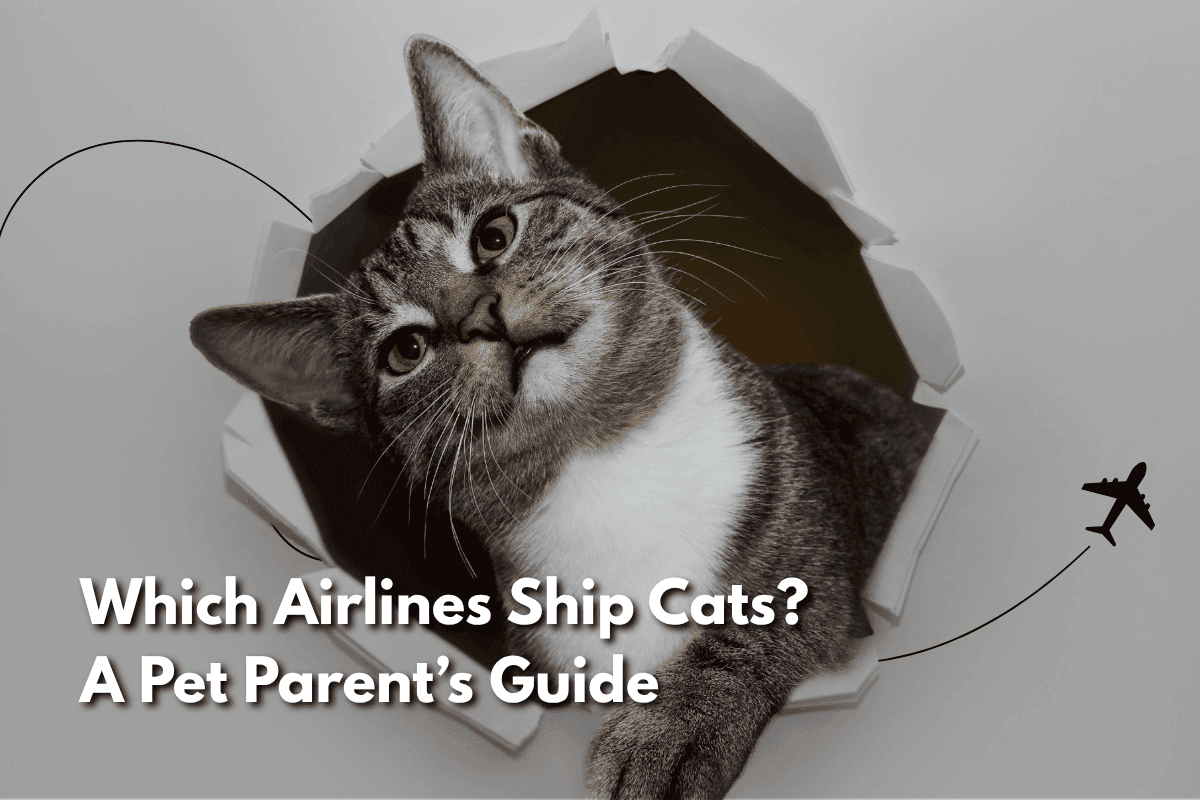 Tabby and white cat peeking through torn paper with a plane icon, and text reading 'Which Airlines Ship Cats? A Pet Parent's Guide'