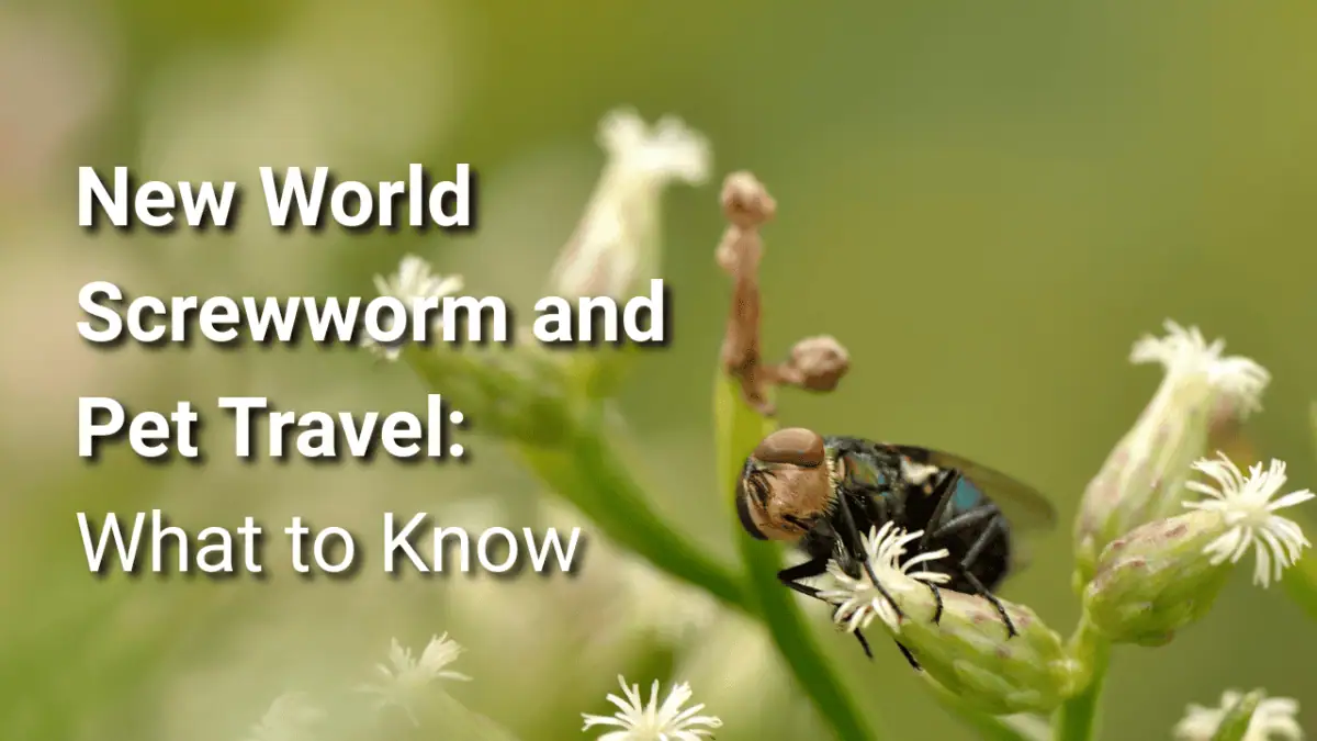 new world screwworm; screwworm in dogs; screwworm pet travel; traveling to Mexico with a dog; screwworm health certificate