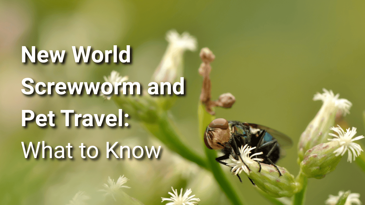 Featured image for “New World Screwworm and Pet Travel: What Pet Parents Need to Know”